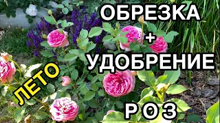 ✂️ОБРЕЗКА и ПОДКОРМКА роз летом🌹 мои ПРИНЦИПЫ и СТРАТЕГИЯ УХОДА за садом🐝 КАК ОРГАНИЗОВАТЬ РАБОТУ