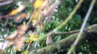 Western Orphean Warbler