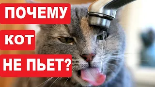 Почему кот не пьет воду | Что делать и как приучить