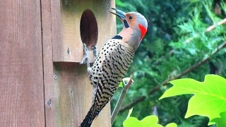 Northern Flicker Woodpecker Calling and Drumming