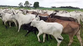 Dia de apartação de bezerras e Bezerros na Estância D2 🐂🤠