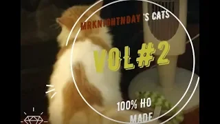 Top 10 Funny Cats Moments Compilation.(Never seen before!) 2019 VOL#2 CLICK IT! CLICK IT!
