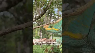 Parson’s Chameleon in Madagascar