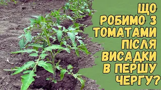 Що робимо з томатами після висадки в першу чергу?