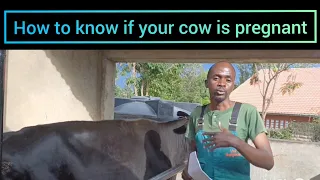 How to know if your cow is pregnant!Four methods veterinarians use to diagnose pregnancy in cows🐄🐄