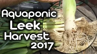 Aquaponic Leek Harvest 2017!