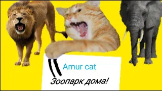 Зоопарк у меня дома! (Amur cat)