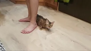 Кошка преследует хозяина