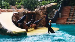 Тенерифе 2019. Шоу морских львов парк Лоро. Tenerife 2019. Sea lions show Loro Park.