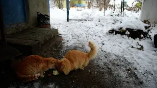 Чем питаются животные Зимой на Даче