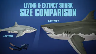 Living and Extinct Sharks Size Comparison | Animated | (And other large fish)