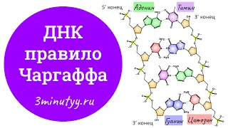 ДНК – правило Чаргаффа | биология