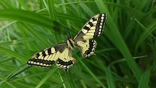 Papilio machaon. Transcarpathian | Махаон. Закарпаття