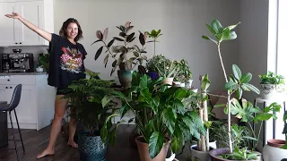 Let’s do some plant care things - repot & chat + hydrophobic soil on houseplants