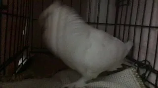 Cute pet pigeon excited to see owner