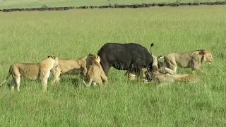 rongai pride lion's Killing a buffalo