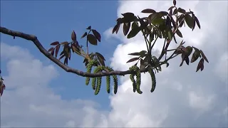 Поздноцветущий опылитель,для Чандлера и Франкета