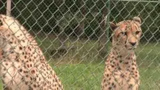 Talkative Cheetahs