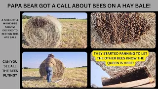 We Got a Call from The GM Man About a Honeybee Swarm on a Hay Bale!