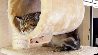 Funny Cats and Cute Kittens Sleeping in Weird  Positions