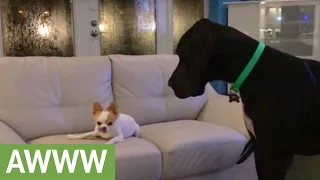 Chihuahua refuses to share treat with Great Dane