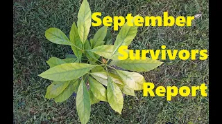 September Survivors Report