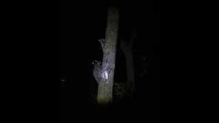 Встреча с голодными Енотами в ночном лесу. Meeting hungry Raccoons in the night forest.