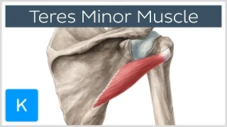 Teres Minor Muscle - Origins & Action - Human Anatomy | Kenhub