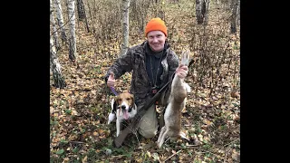 Охота с эстонской гончей ! 27.10.22 г. Первый беляк Бушуя !!!