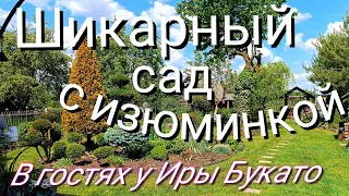 Сад с изюминкой 🥰 В гостях у Иры Букато Шикарные хвойные растения, павлины, фазаны, куры...