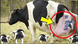 Cuando la vaca dio a luz, ¡el dueño estaba completamente conmocionado y nadie podía creerlo!
