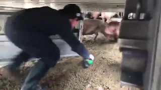 Kid using an electric prod on the pigs