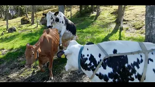 Финляндия, молочная ферма и коровы. Открытие летнего сезона