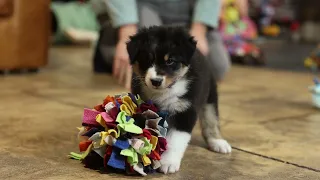 Coconut d'Austral & Boréal_Chiot #bergeraustralien #australianshepherdpuppy #australetboreal #chiot