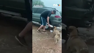 Hbitantes de Río Grande do Sul, Brasil, salvan a perritos de las inundaciones