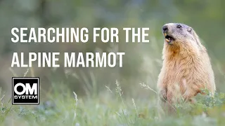 Searching for the ALPINE MARMOT in the French Alps - Wildlife Photography - OM System OM-1