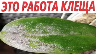 Орхидейные монстры.  Красный клещ.  Цикл видео "под микроскопом"