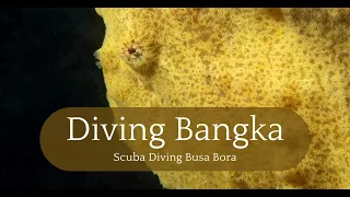 Busa Bora Diving: Bangka’s House Reef Spectacle with Giant Frogfish & Coral Grandeur #scubadiving