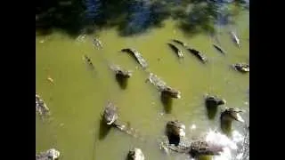 Как мы дразнили вьетнамских крокодилов