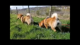 Shiba Inu sisters.