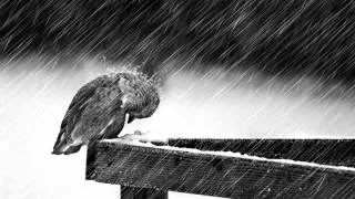Glen Hansard- Bird of sorrow (Cover by Duarte Mata)