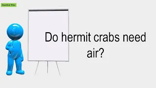 Do Hermit Crabs Need Air?