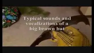 bat sounds- what does a bat sound like-bat noises
