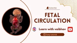 Fetal circulation | Blood circulation in fetus |