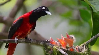 Beautiful wild bird feeding  their chicks - Nature and Wildlife Video