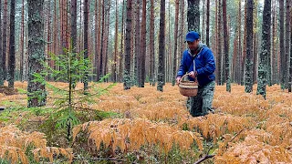 БОРОВИКИ растут под ГРИБНЫМ ДОЖДЁМ! Белые грибы