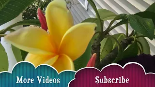 Cutting Back Potted Plumeria Tree