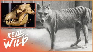 The Accidental Extinction Of The Tasmanian Tiger | Extinct Animals | Real Wild