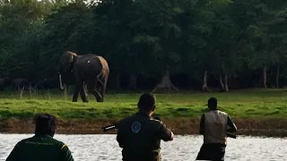 Elephant treatment |Wildlife officers  treated an injured wild elephant at risk