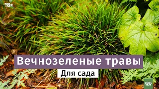 Вечнозеленые травы - неприхотливые злаки. Виды декоративных трав